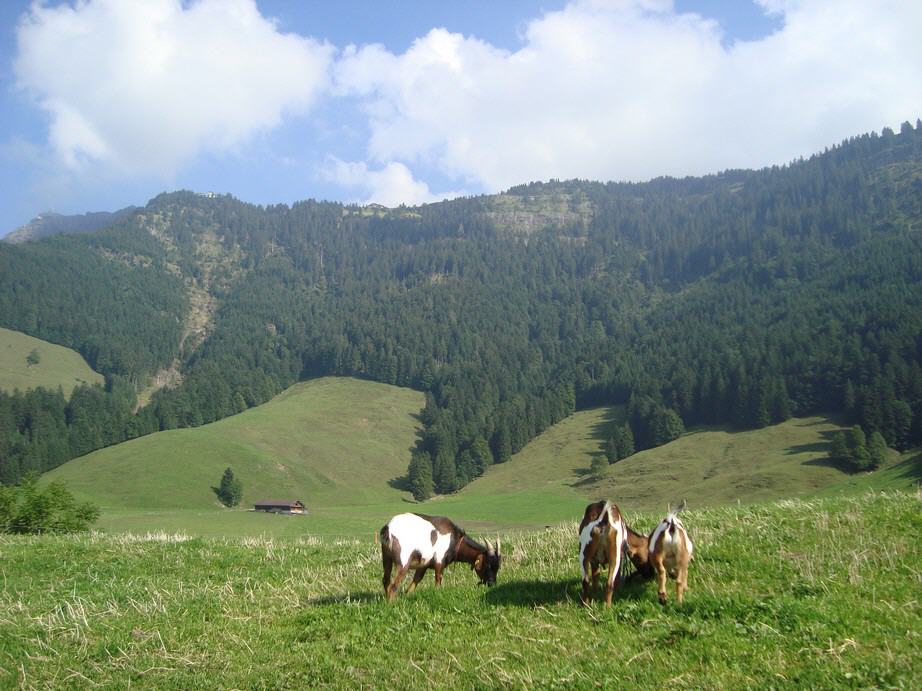 Rigi Mountain