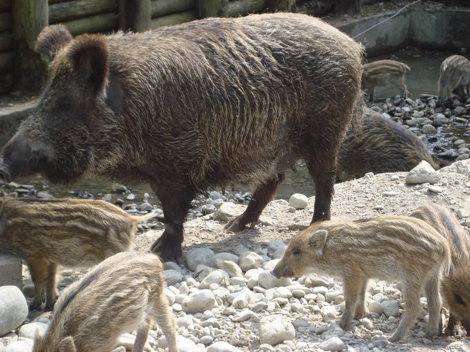 Wildpark Roggenhausen (Aarau)