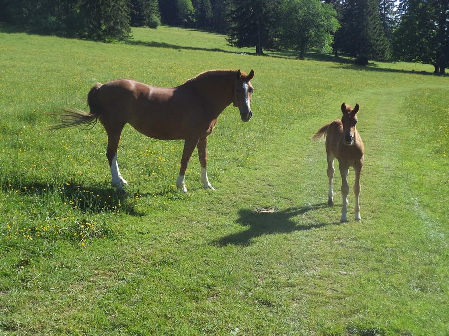 Free living horses neighbourhood of Saignelégier